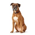 Hunter Obroża Solid Education Special ciemny brąz ze skóry bydlęcej