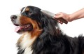 Hunter Grzebień do pielęgnacji dla psa i kota Grooming z obrotowymi ząbkami