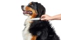 Hunter Grzebień do pielęgnacji dla psa i kota Grooming z obrotowymi ząbkami