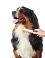 Hunter Grzebień do pielęgnacji dla psa i kota Grooming z obrotowymi ząbkami