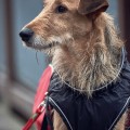 Hunter kurtka dla psa Uppsala Cozy antracyt/czerwony nowa rozmiarówka