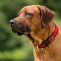 Hunter Obroża Neopren Vario Plus czerwono-czarna