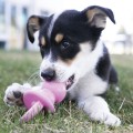Kong Puppy Binkie zabawka dla psa