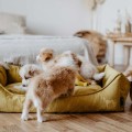 Hunter Sofa dla psa Eiby żółta