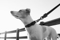 Zee Dog Obroża dla psa Gotham