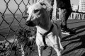 Zee Dog Szelki dla psa Gotham