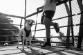 Zee Dog Szelki dla psa Gotham Air Mesh