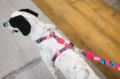 Zee Dog Szelki dla psa Unicorn