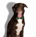 Zee Dog Muszka dla psa Woods
