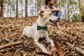 Zee Dog Muszka dla psa Woods