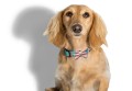 Zee Dog Muszka dla psa Memphis