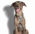 Zee Dog Szelki dla psa Memphis