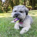 e_ScrCZT_68878_001_live_20_600x600.jpg
