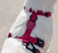 Zee Dog Szelki dla psa Bordeau