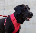 Zee Dog Szelki Adjustable Air Mesh Neon Coral