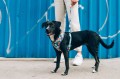 Zee Dog Szelki dla psa Ella Air Mesh