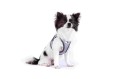 0201-0225-1-951-04 Glow curli Clasp Vest Harness Light Gray 3XS Chihuahua.jpg