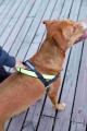 nox-ruff-softerwalk-handsfree-cachorro-zeedog-35_o.jpg