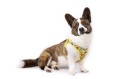 Vest Harness Air-Mesh LE25 Comic Yellow Korgi XL.jpg