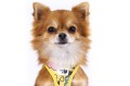 Vest Harness Air-Mesh LE25 Comic Chihuahua front.jpg