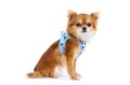 Vest Harness Air-Mesh LE25 Comic Tourquise Chihuahua 3XS.jpg