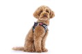 Vest Harness Air-Mesh LE25 Comic Black Pudel XS.jpg