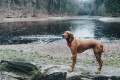 Hunter Obroża Oss czerwona