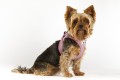 Curli Szelki dla psa Clasp Air Mesh Rose