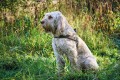 Hunter Szelki norweskie Hunting oliwkowe ze skóry bydlęcej- nubuk