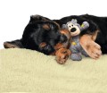 Kong Wild Knots Bears zabawka dla psa