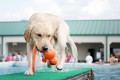 Kong Wet Wubba zabawka dla psa