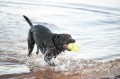 Kong Air Dog Football zabawka dla psa
