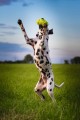 Kong Air Dog Football zabawka dla psa