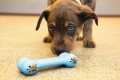 Kong Goodie Bone Puppy zabawka dla psa