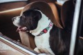 Zee Dog Obroża dla psa Mahalo