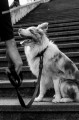 Zee Dog Smycz dla psa Gotham