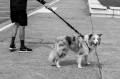 Zee Dog Smycz dla psa z amortyzatorem Gotham Ruff
