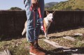 Zee Dog Smycz dla psa Rocket