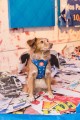 Zee Dog Szelki dla psa Air Mesh Aatlanta