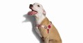 Zee Dog Szelki dla psa Blink Soft - Walk