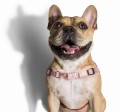 Zee Dog Szelki dla psa Blink Soft - Walk