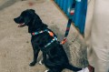 Zee Dog Szelki dla psa Ella