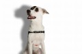 Zee Dog Szelki dla psa Fatboy Soft- Walk