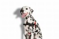 Zee Dog Szelki dla psa Fatboy Soft- Walk