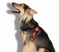 Zee Dog Szelki dla psa Fatboy Soft- Walk