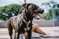 Zee Dog Szelki dla psa Mahalo
