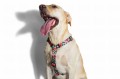 Zee Dog Szelki dla psa Mahalo