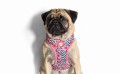 Zee Dog szelki dla psa Mahalo Air Mesh