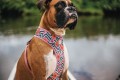 Zee Dog szelki dla psa Mahalo Air Mesh