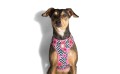 Zee Dog szelki dla psa Mahalo Air Mesh